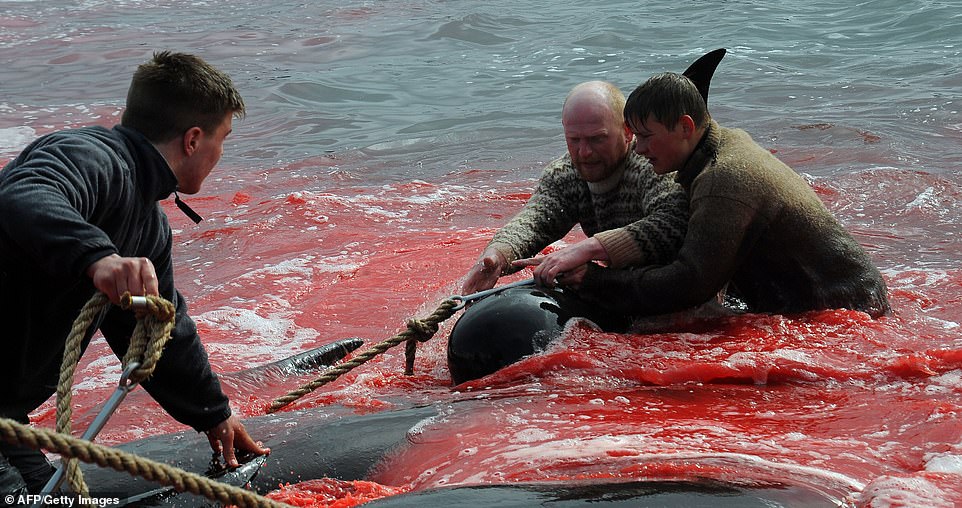شاهد ذبح الحيتان بجزيرة دنماركية   (5)