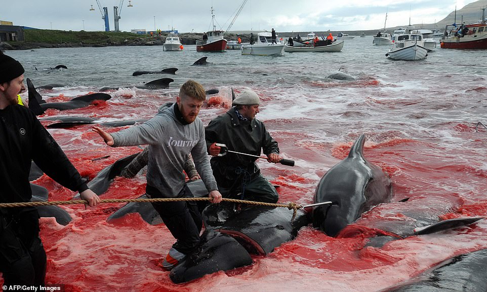 شاهد ذبح الحيتان بجزيرة دنماركية   (3)