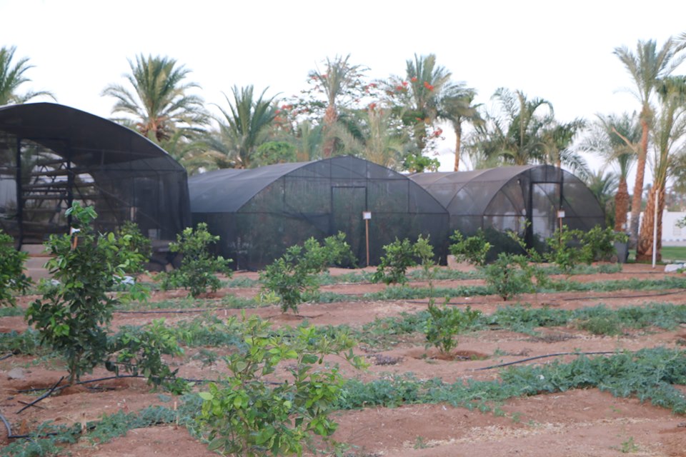 محافظ جنوب سيناء يتفقد احد المزارع الاورجانيك بشرم الشيخ (2)