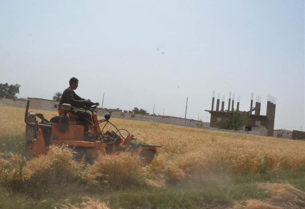 ومازالت خيرات موسم حصاد القمح مستمرة في محافظة الأقصر (14)