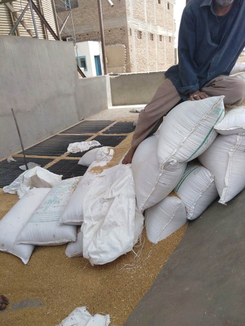 ومازالت خيرات موسم حصاد القمح مستمرة في محافظة الأقصر (2)