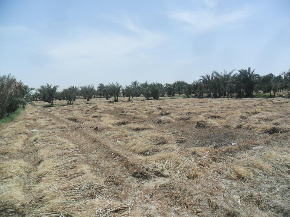 ومازالت خيرات موسم حصاد القمح مستمرة في محافظة الأقصر (6)