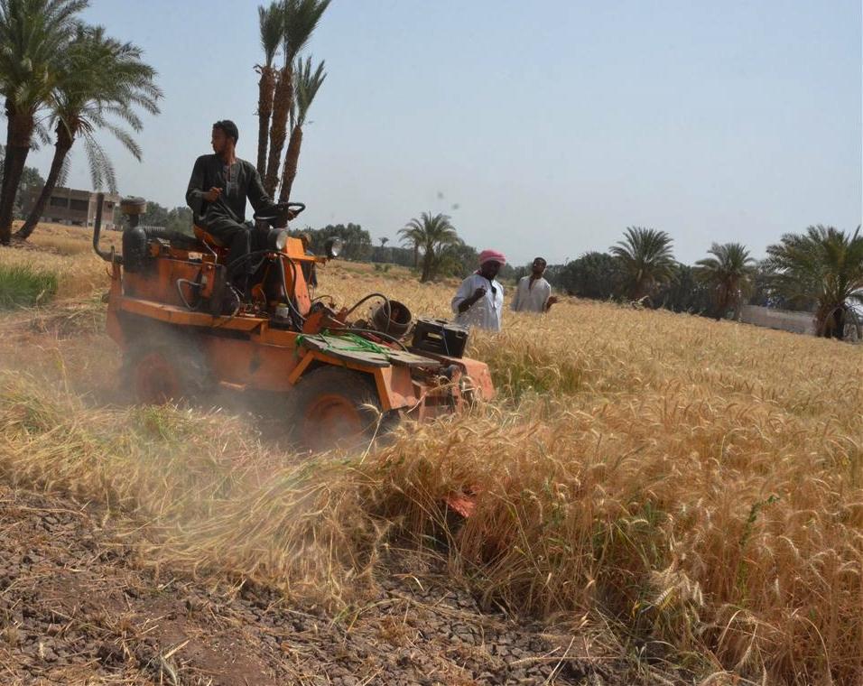 ومازالت خيرات موسم حصاد القمح مستمرة في محافظة الأقصر (13)