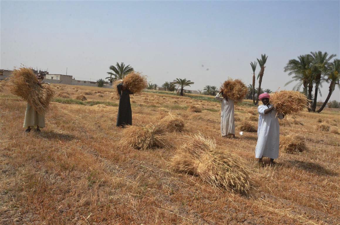 ومازالت خيرات موسم حصاد القمح مستمرة في محافظة الأقصر (10)