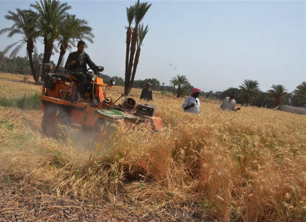 ومازالت خيرات موسم حصاد القمح مستمرة في محافظة الأقصر (12)