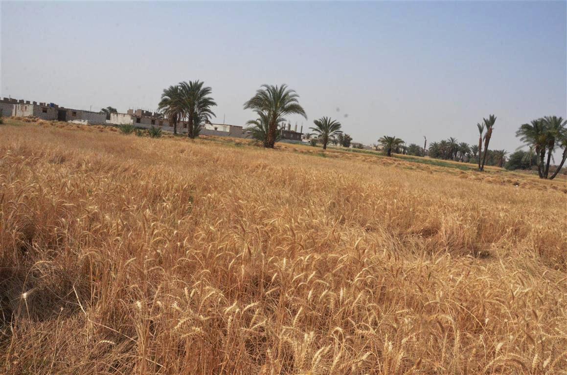ومازالت خيرات موسم حصاد القمح مستمرة في محافظة الأقصر (7)