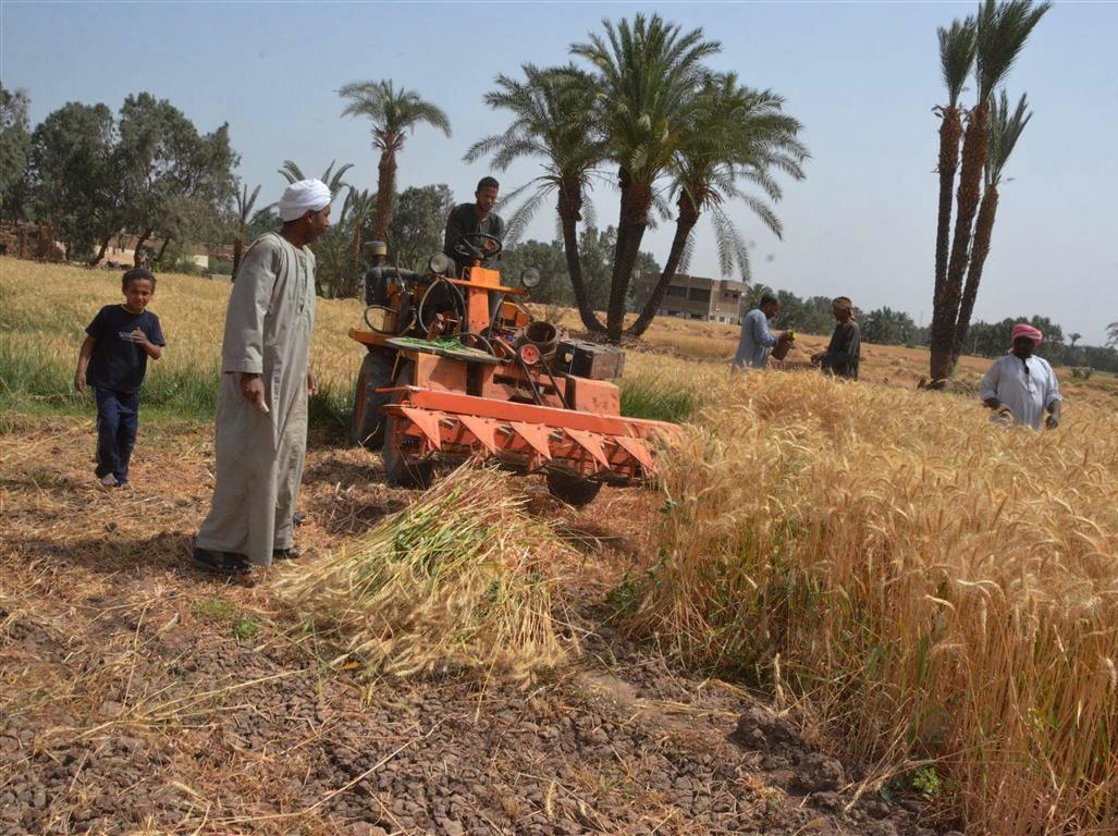 ومازالت خيرات موسم حصاد القمح مستمرة في محافظة الأقصر (11)