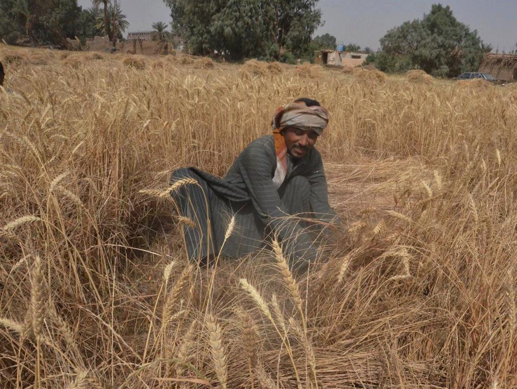 ومازالت خيرات موسم حصاد القمح مستمرة في محافظة الأقصر (8)