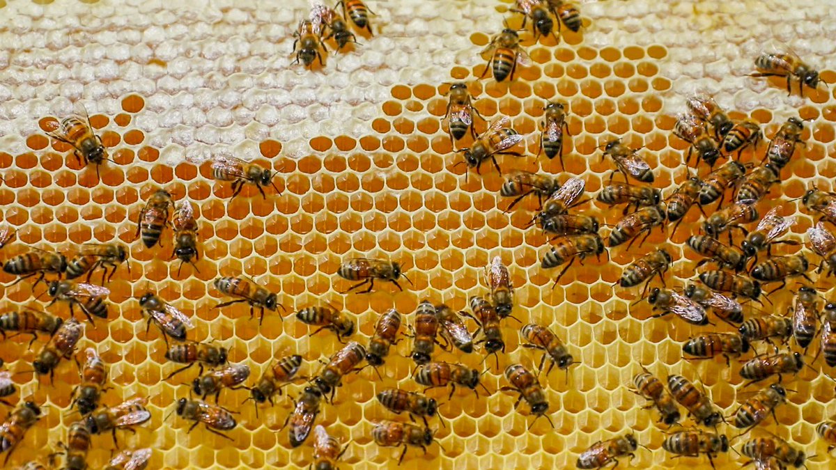 النحل من الأنواع المهددة بالانقراض