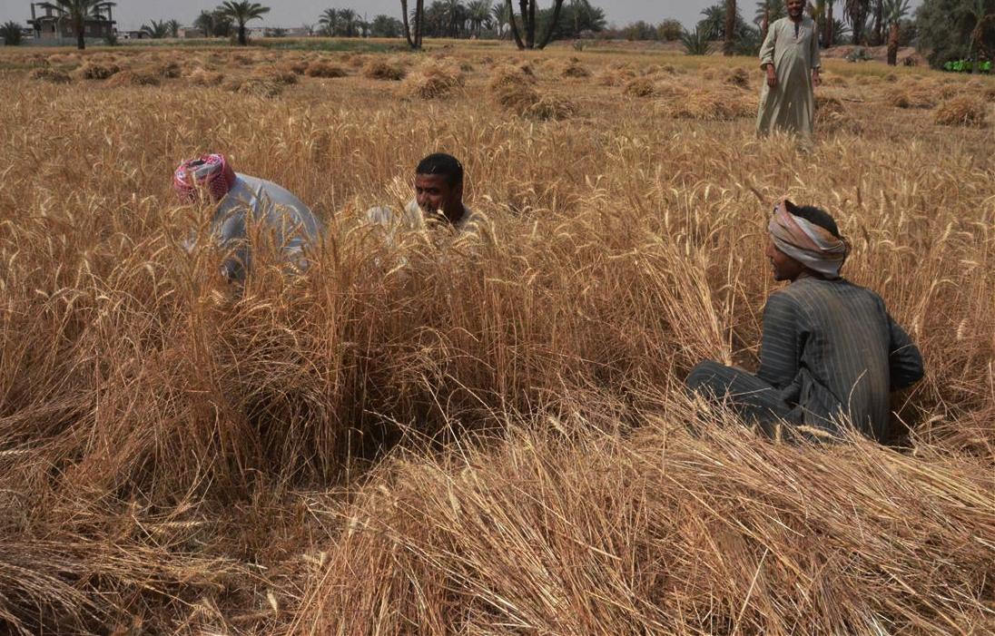 ومازالت خيرات موسم حصاد القمح مستمرة في محافظة الأقصر (9)