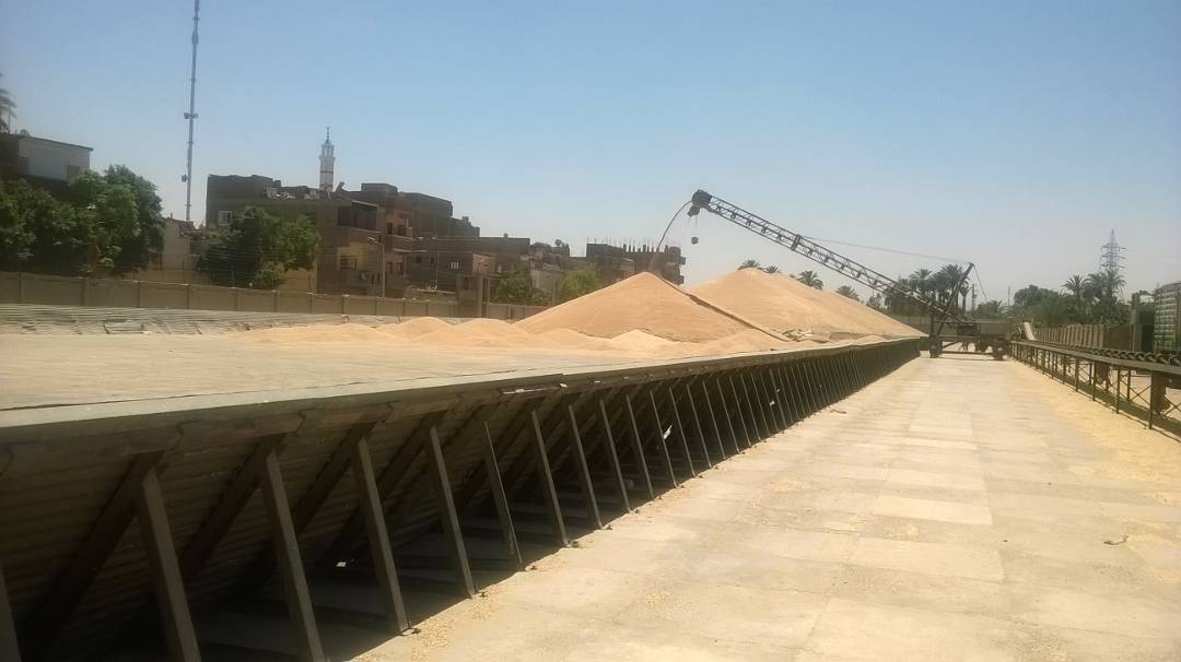 ومازالت خيرات موسم حصاد القمح مستمرة في محافظة الأقصر (1)