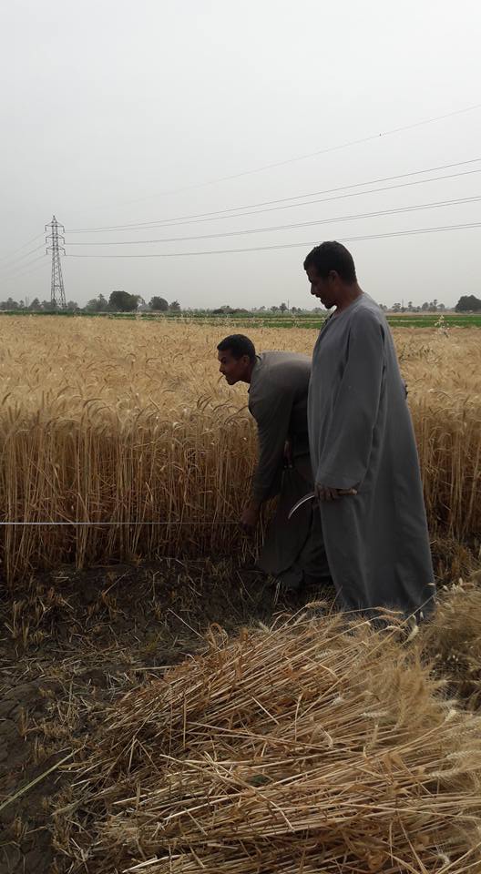 ومازالت خيرات موسم حصاد القمح مستمرة في محافظة الأقصر (4)