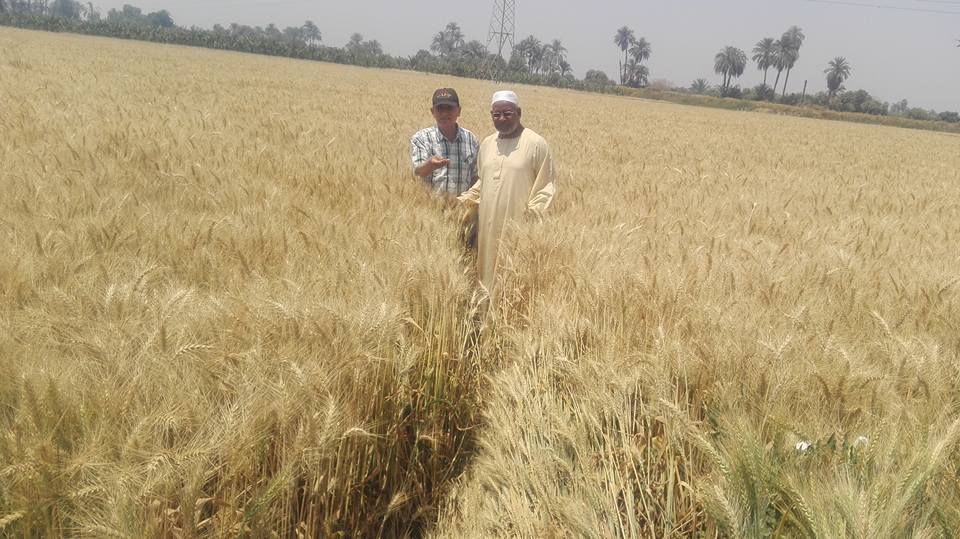 ومازالت خيرات موسم حصاد القمح مستمرة في محافظة الأقصر (3)