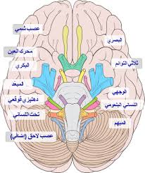 انواع الاعصاب القحفية