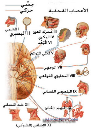 أنواع الاعصاب القحفية