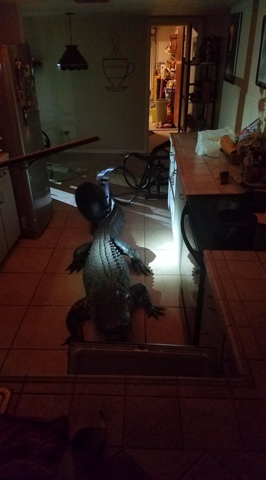 التمساح داخل المطبخ