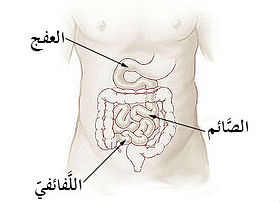 Illu_small_intestine-ar