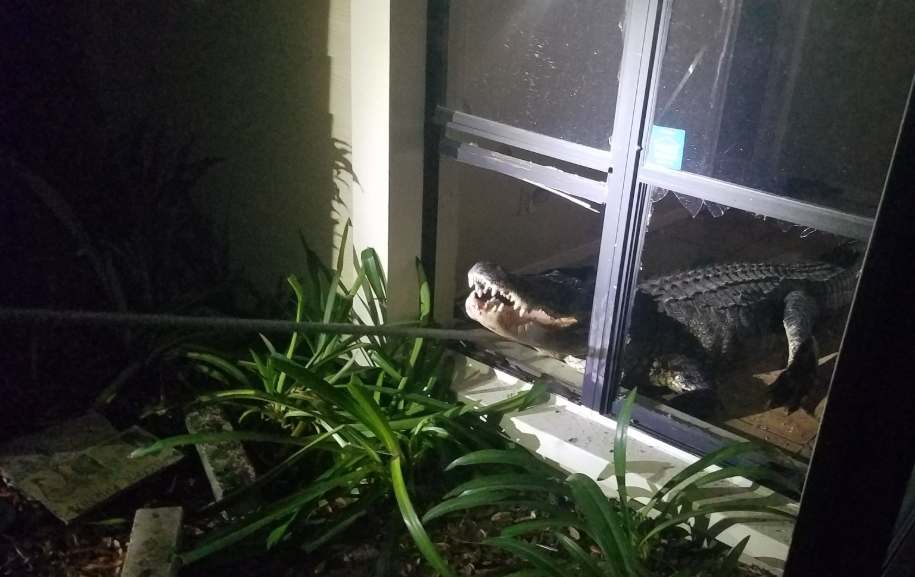 تمساح يقتحم منزلا من نافذة زجاجية (4)