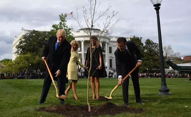 ترامب وماكرون يزرعان شجرة فى البيت الأبيض