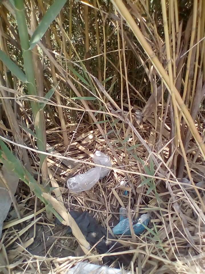 انطلاق حملات مكافحة القوارض عقب حصاد المحاصيل الشتوية  (2)