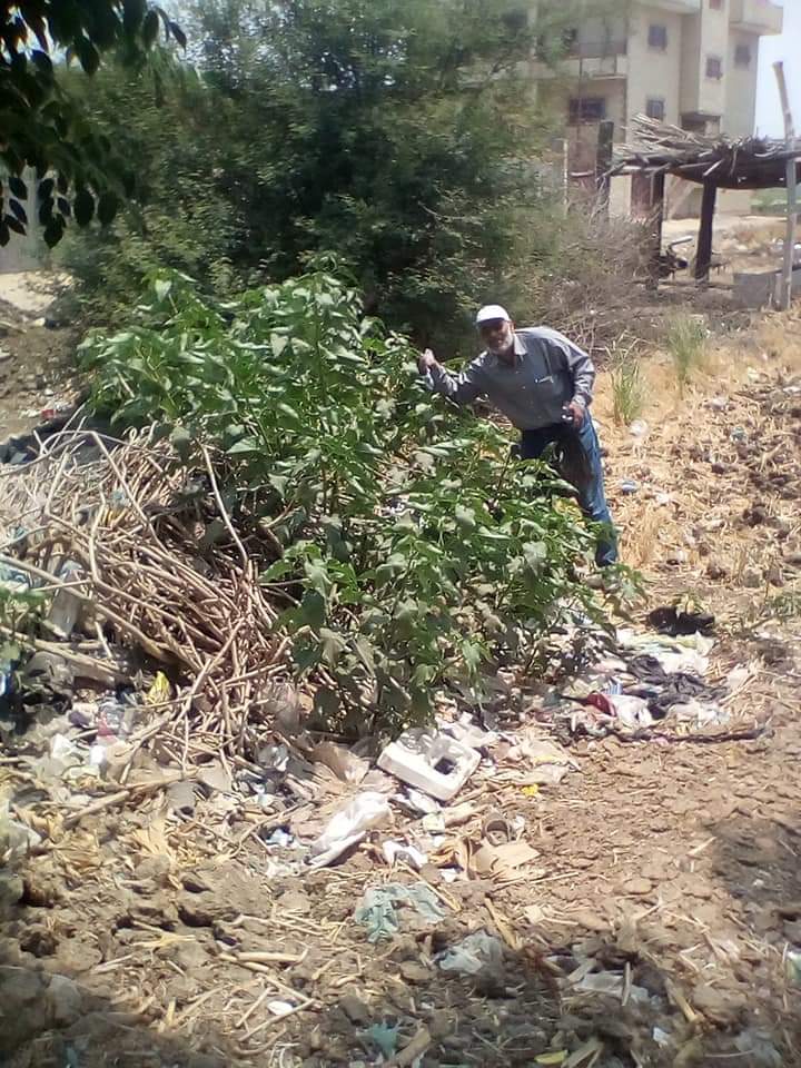 انطلاق حملات مكافحة القوارض عقب حصاد المحاصيل الشتوية  (4)