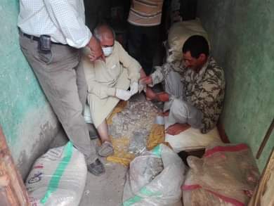 انطلاق حملات مكافحة القوارض عقب حصاد المحاصيل الشتوية  (6)