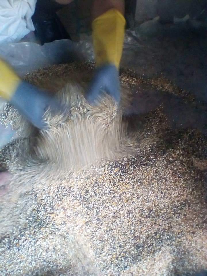 انطلاق حملات مكافحة القوارض عقب حصاد المحاصيل الشتوية  (3)