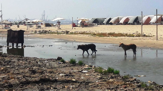 أضبط مخالفة  كارثة  مياه المجارى تصب فى شاطئ بور فؤاد (11)