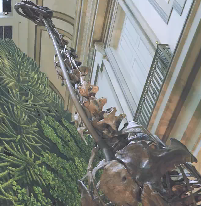 حفريات الديناصورات فى المتحف