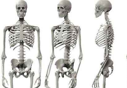 معلومات-غريبة-عن-الهيكل-العظمي