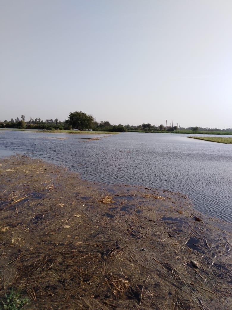 غرق أراضى طرح النيل بالمنوفية (2)