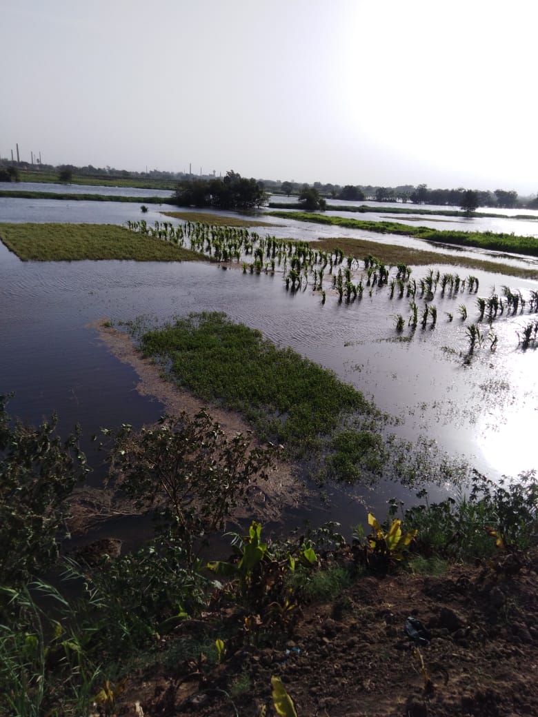 غرق أراضى طرح النيل بالمنوفية (5)