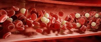 مدة بقاء خلايا الدم فى الجسم