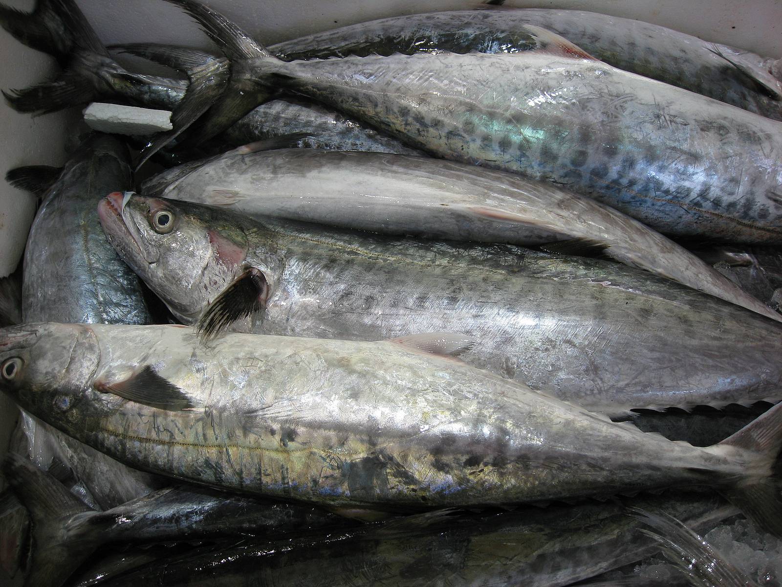 fish-mackerel