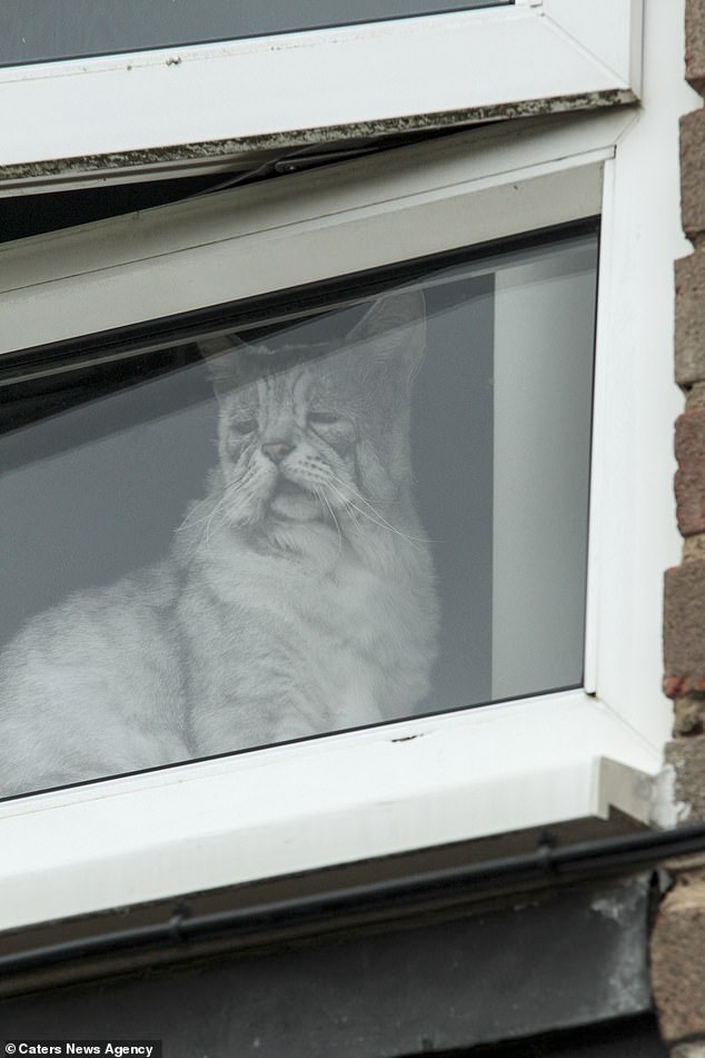 القط البائس دائما يلقى نظرة من نافذته