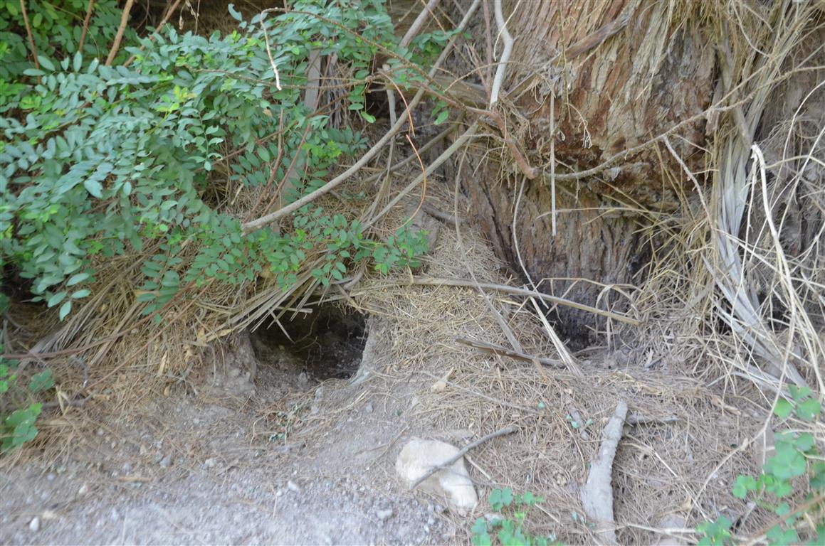 شاهد مكافحة الفئران في بندر إسنا و20 قرية ونجع بإستخدام 2 طن ذرة شامية  (3)