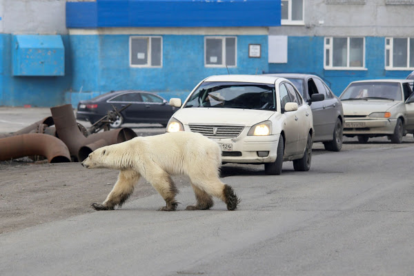 أنثى دب قطبى تتجول فى شوارع نوريلسك