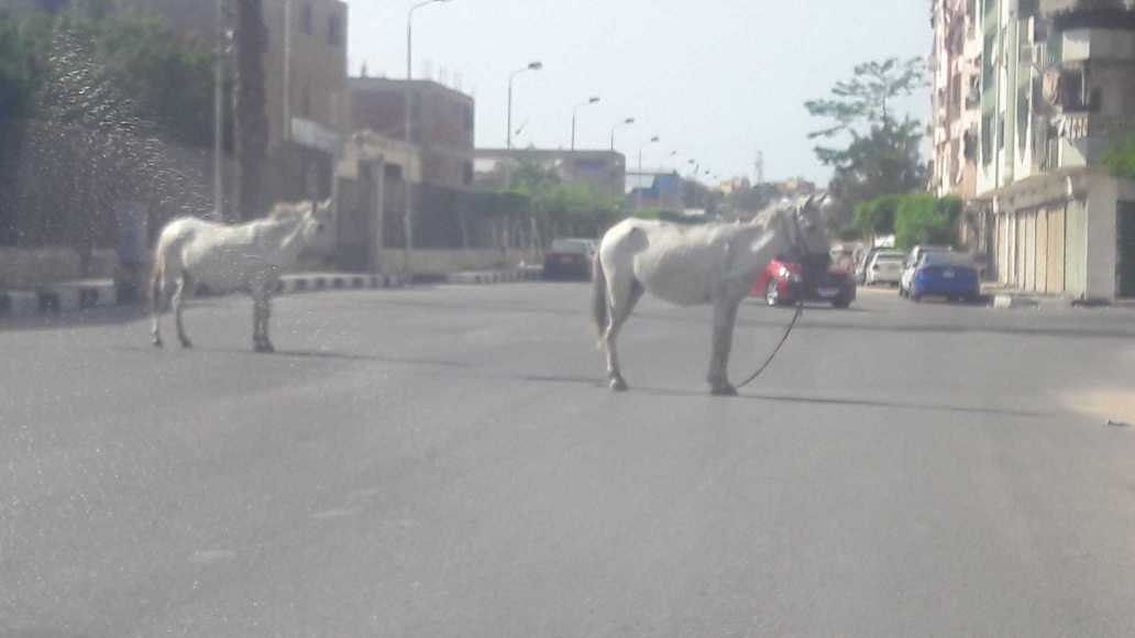 resized_الحمير تعرقل حركة مرور السيارات  فى بورفؤاد   (1)