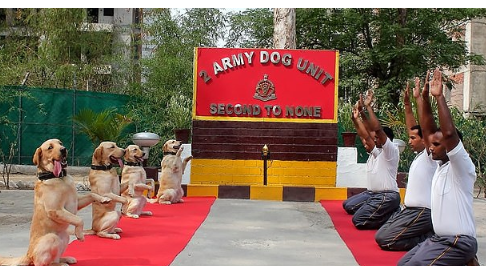وحدة الكلاب بالجيش الهندى