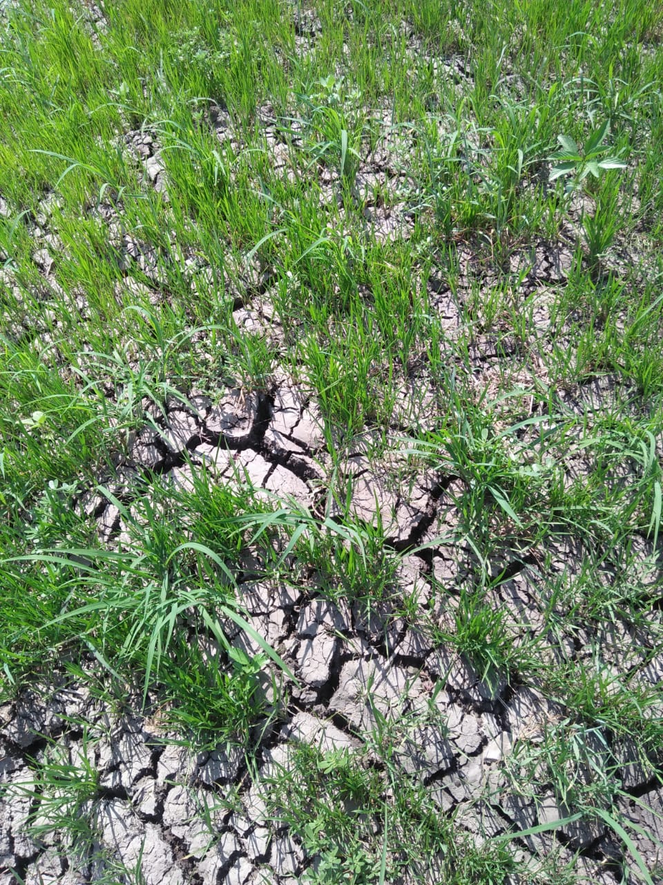 جفاف الأراضى الزراعية لنقص مياه الرى بقرية الصوفية (2)