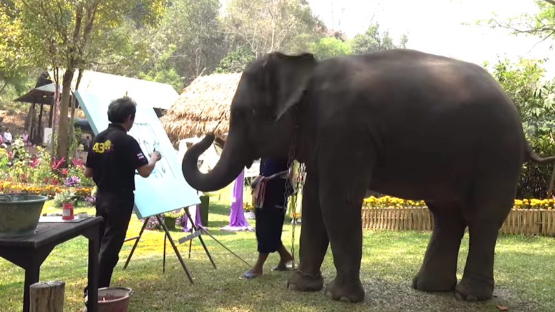 فيل يرسم لوحات فى تايلاند