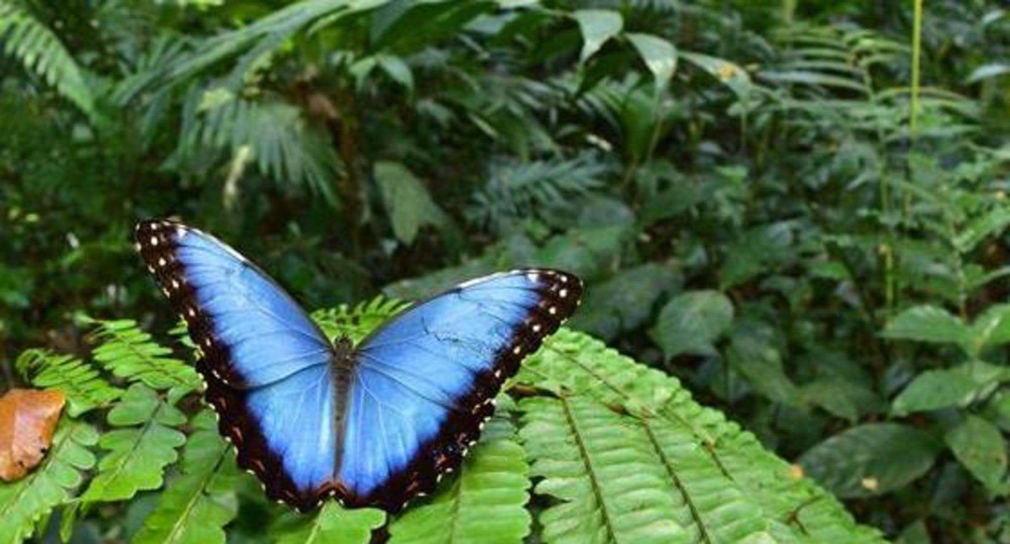 اكتشاف 246 نوعا من الفراشات ببما فيهم فراشة المورفو