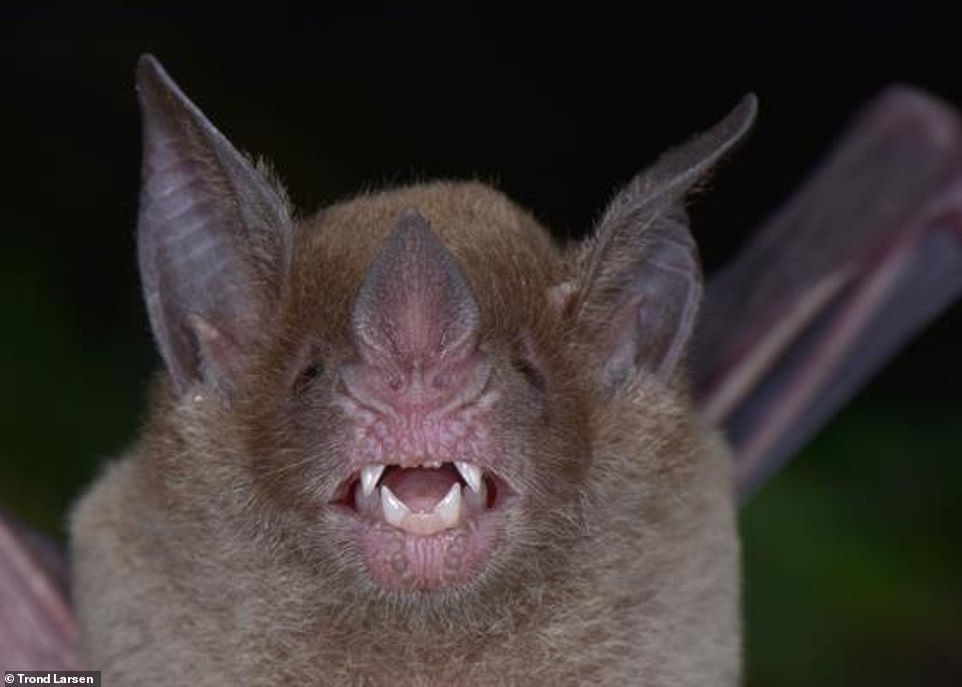 الخفاش ذو الوجه الواحد