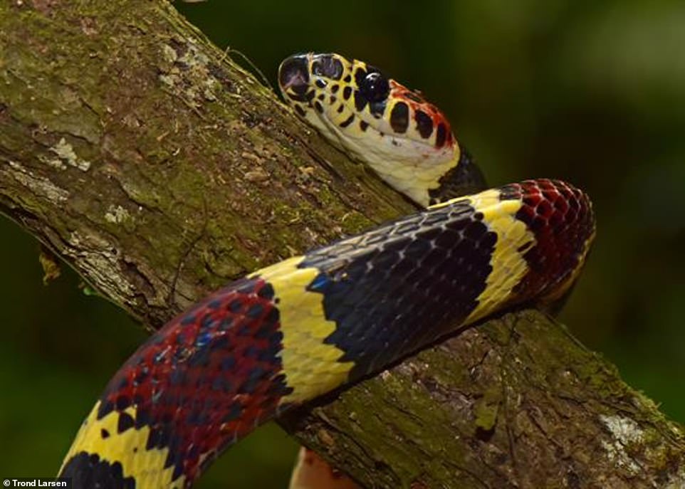 The False Tree Coral Snake