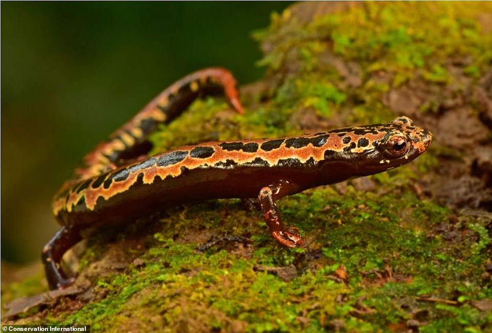 The salamander