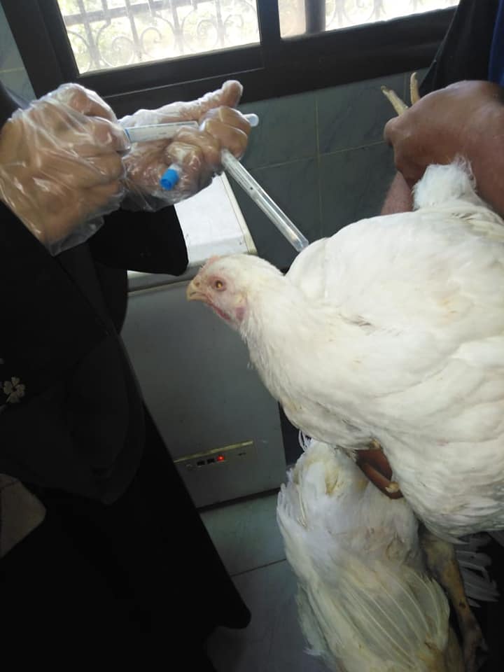 تحصين الحيوانات والطيور من الأمراض ومنح رخص للكلاب  (1)