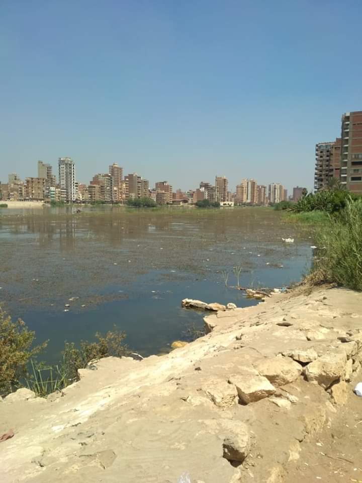 ورد النيل يغطي المياة