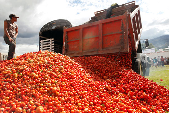 تفريغ الشاحنات لثمرات الطماطم