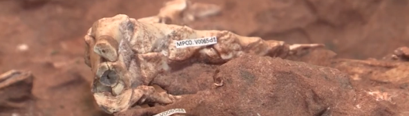 جانب من حفريات الديناصور