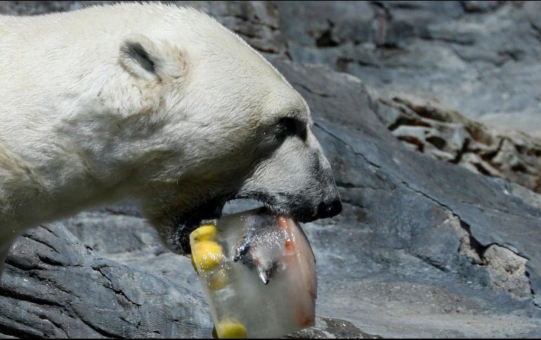 رعاية خاصة للدببة القطبية مع دلو من الآيس كريم مع السمك والفاكهة من الداخل